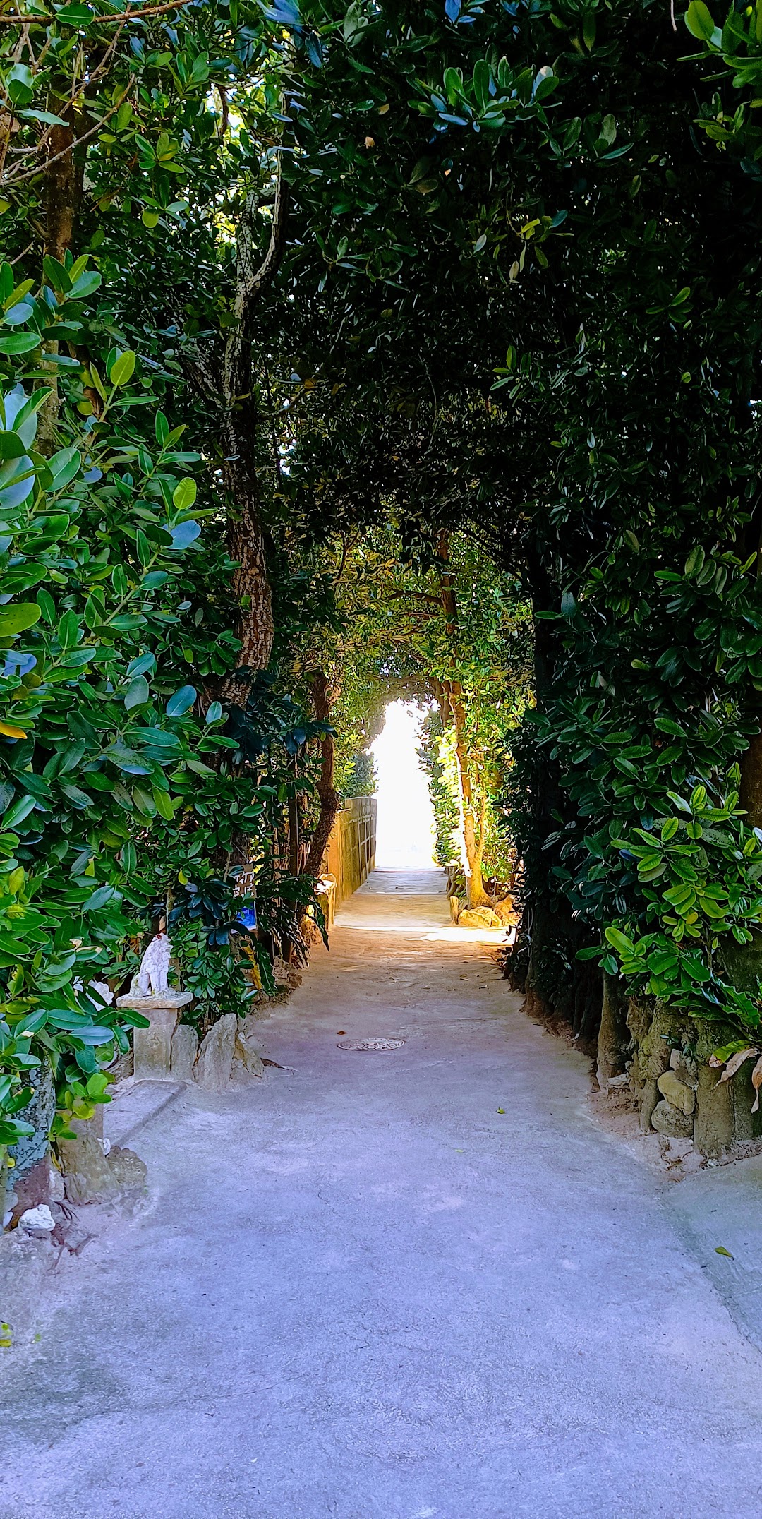 Bise Fukugi Tree Road
